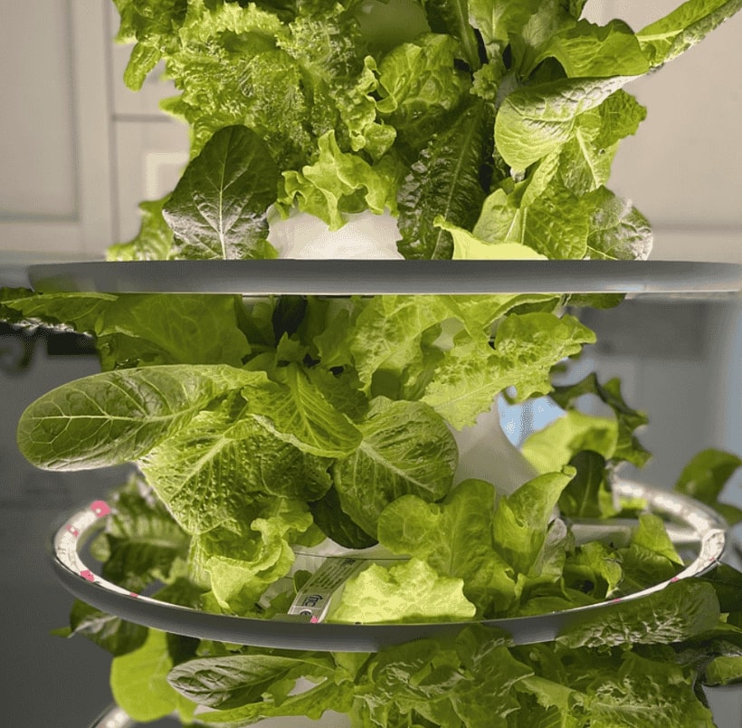 Lush green hydroponic lettuce